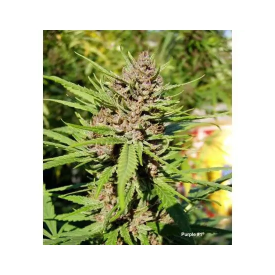 Purple #1 ®