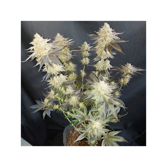 Mokum's Tulip®
