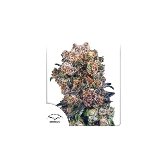 Blueberry ®