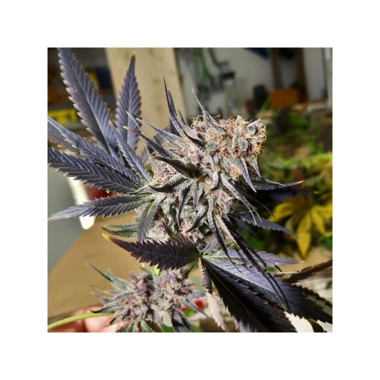 Blueberry ®