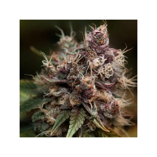 Blueberry ®