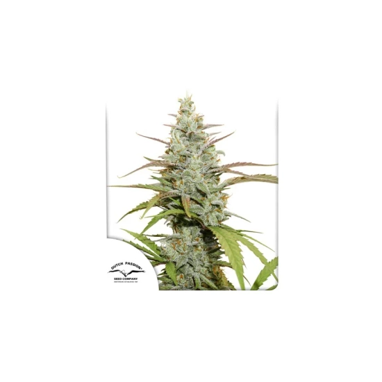 Mokum's Tulip®