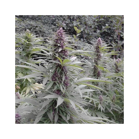 Purple #1 ®