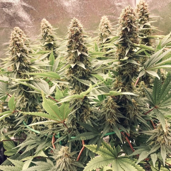 Power Plant ®