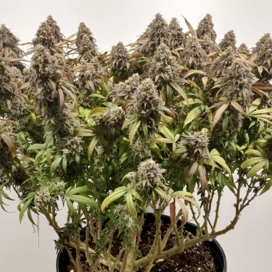 CBD Charlotte's Angel ®