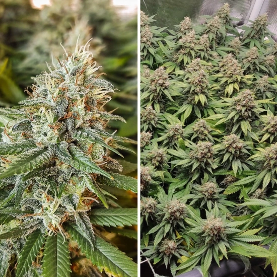 Amsterdam Amnesia ®