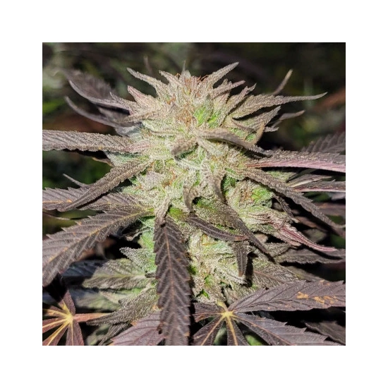 Purple #1 ®