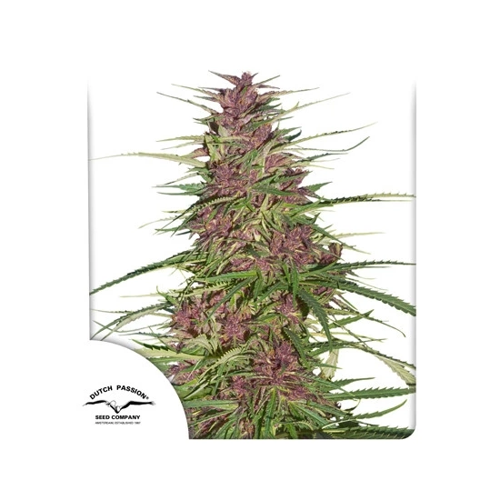 Purple #1 ®
