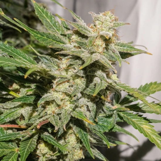 Auto SFV OG