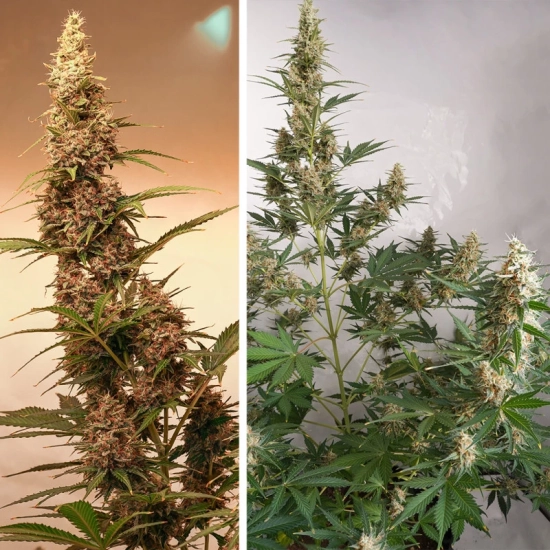 Auto SFV OG