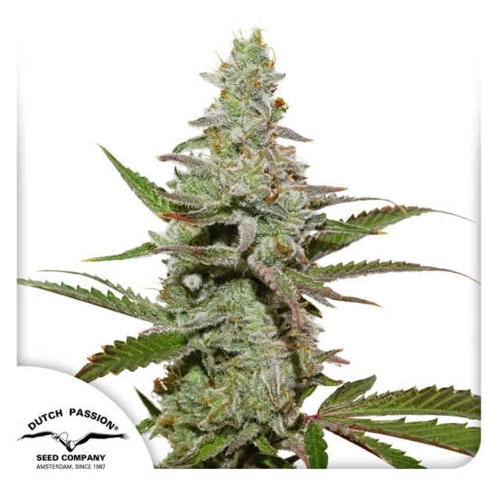 Amsterdam Amnesia ®