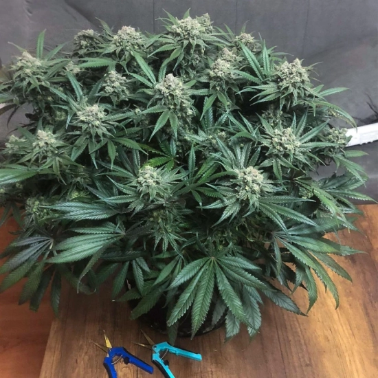Blueberry ®