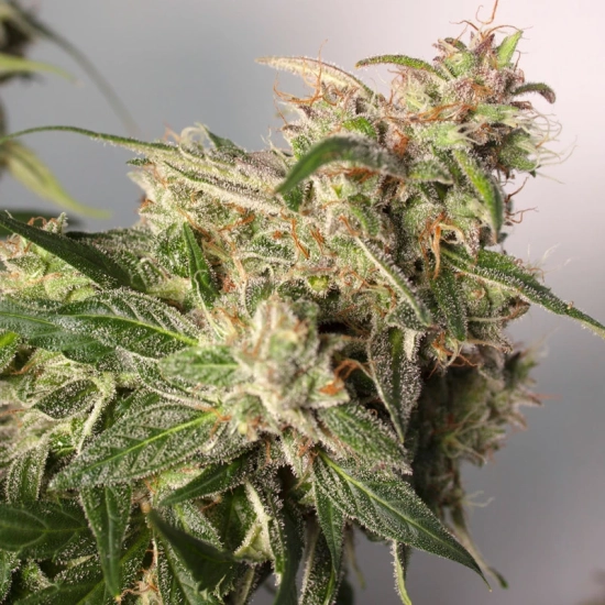 CBD Auto Charlotte's Angel ®