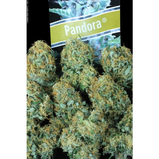 Pandora Auto