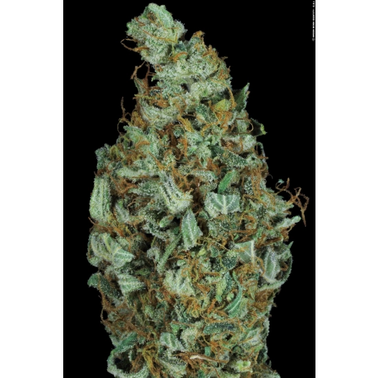 Sensi Star