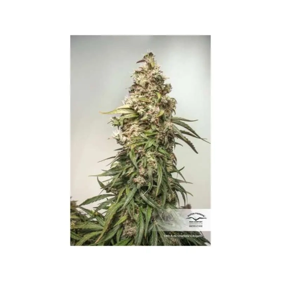CBD Auto Charlotte's Angel ®