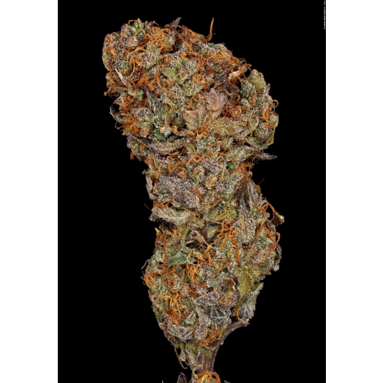 Apricot Candy