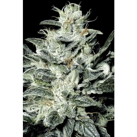 Sensi Star
