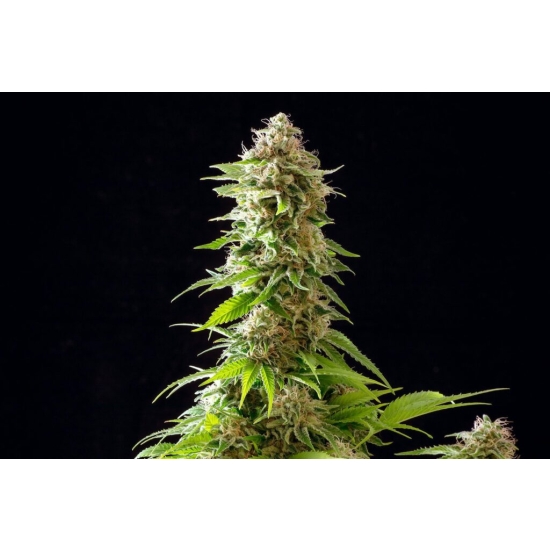 COOKIES HAZE