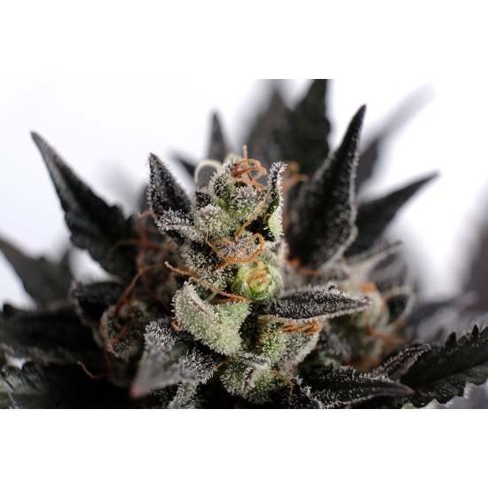 LEMON HAZE AUTO