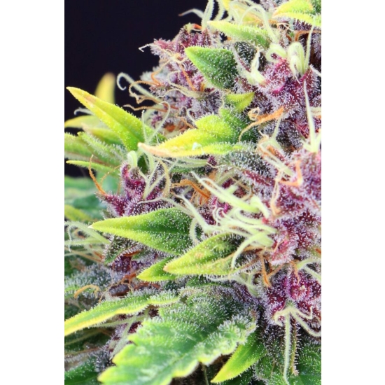 PURPLE KUSH