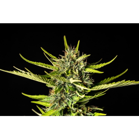STRAWBERRY HAZE AUTO