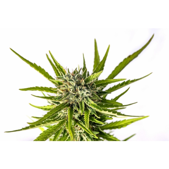 STRAWBERRY HAZE AUTO