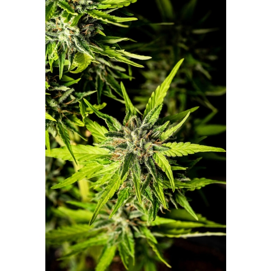 STRAWBERRY HAZE AUTO