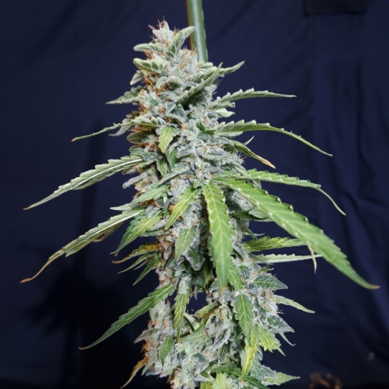 Auto Super Watermelon