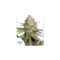 CBD Auto Charlotte's Angel ®