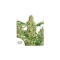 Power Plant ®