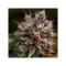 Blueberry ®