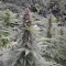 Purple #1 ®