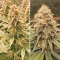 Power Plant ®