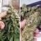 Amsterdam Amnesia ®