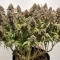 CBD Charlotte's Angel ®