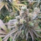 CBD Charlotte's Angel ®