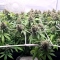 CBD Charlotte's Angel ®