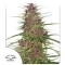 Purple #1 ®