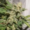 Auto SFV OG