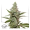 Amsterdam Amnesia ®
