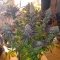 Blueberry ®