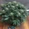 Blueberry ®