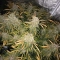 CBD Auto Charlotte's Angel ®
