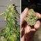 CBD Auto Charlotte's Angel ®