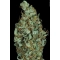 Sensi Star