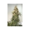 CBD Auto Charlotte's Angel ®