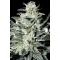 Sensi Star