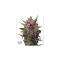 Auto Blackberry Kush®