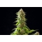 COOKIES HAZE